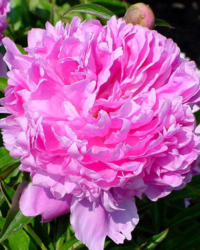 Paeonia Alex Fleming - PAEONIA LACTIFLORA