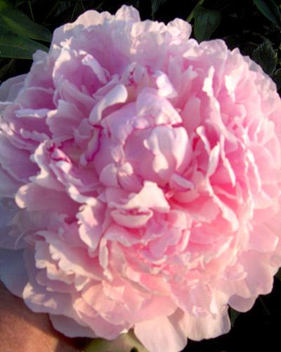 Paeonia Angel Cheeks rose - PAEONIA LACTIFLORA