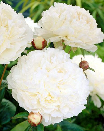 Paeonia Bowl of Cream - PAEONIA LACTIFLORA