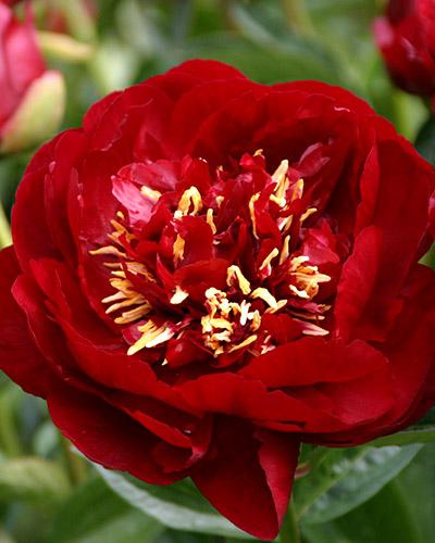 Paeonia Buckeye belle - PAEONIA LACTIFLORA