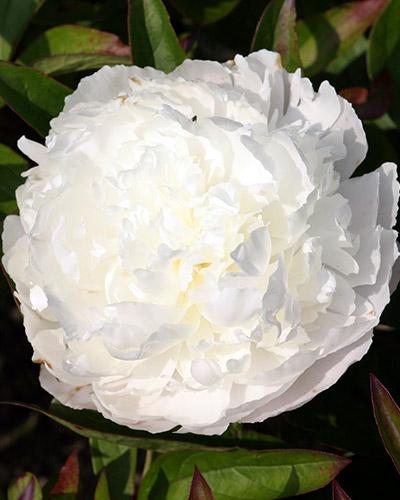 Paeonia Florence Nicholls - PAEONIA LACTIFLORA