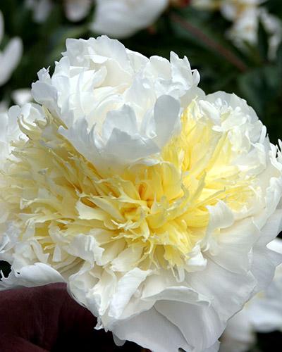 Paeonia Honey Gold - PAEONIA LACTIFLORA