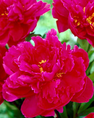 Paeonia Karl Rosenfield - PAEONIA LACTIFLORA