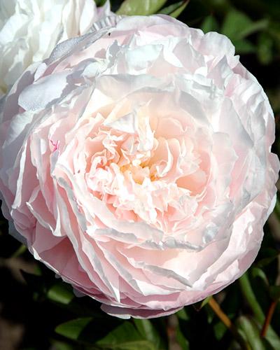 Paeonia Mother Choice - PAEONIA LACTIFLORA