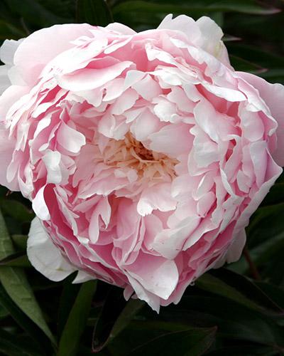 Paeonia Pillow Talk - PAEONIA LACTIFLORA