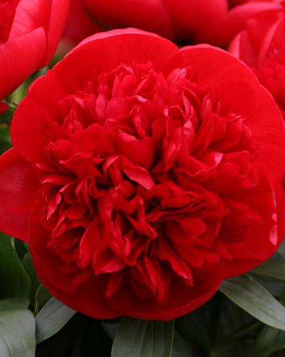 Paeonia Red charm - PAEONIA LACTIFLORA