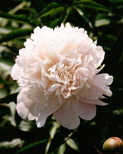 Paeonia Pecher - PAEONIA LACTIFLORA
