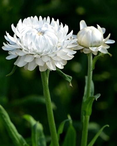 White Helichrysum Bracteatum - HELICHRYSUM BRACTEATUM
