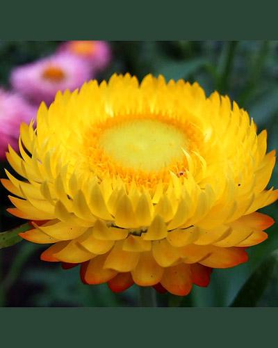 Gold Yellow Helichrysum Bracteatum - HELICHRYSUM BRACTEATUM