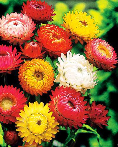 Mixed Helichrysum Bracteatum - HELICHRYSUM BRACTEATUM
