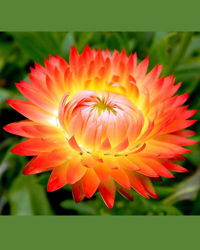 Orange Helichrysum Bracteatum - HELICHRYSUM BRACTEATUM