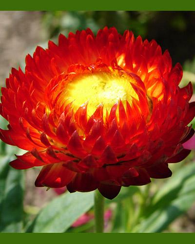 Red Helichrysum Bracteatum - HELICHRYSUM BRACTEATUM