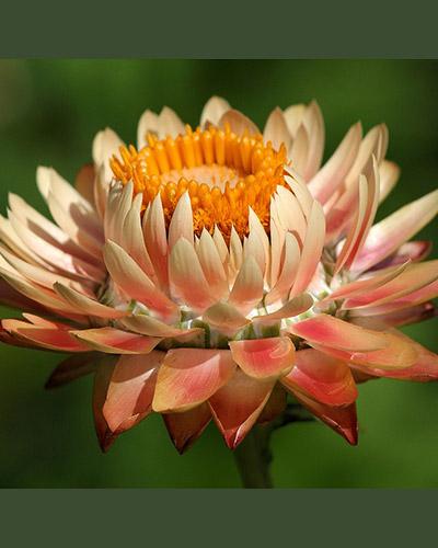 Salmon Helichrysum Bracteatum - HELICHRYSUM BRACTEATUM