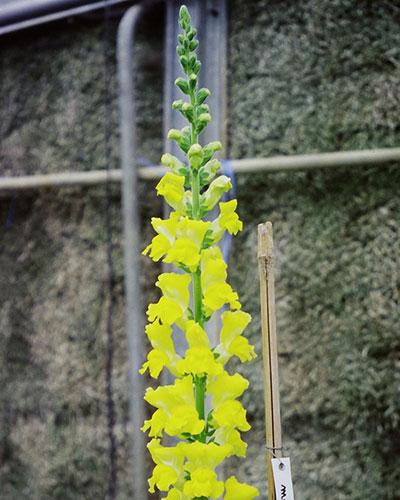 Yellow Montesquieu Snapdragon - ANTIRRHINUM MAJUS