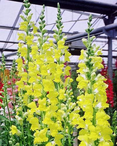 Yellow Morand Snapdragon - ANTIRRHINUM MAJUS