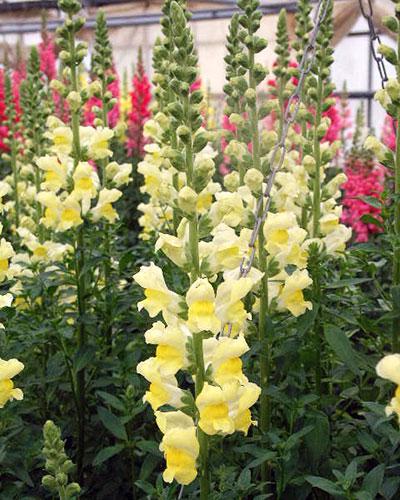 Yellow Peguy Snapdragon - ANTIRRHINUM MAJUS