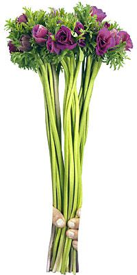 Anemone Jerusalem - ANEMONA CORONARIA