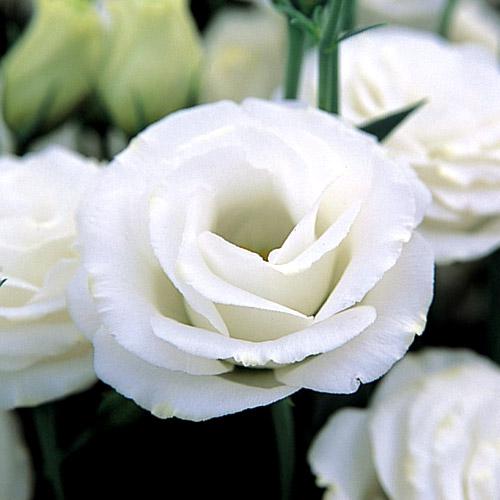 White Arena Lisianthus - EUSTOMA GRANDIFLORUM