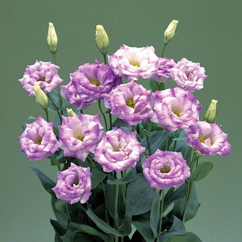 Blue Flash Arena Lisianthus - EUSTOMA GRANDIFLORUM