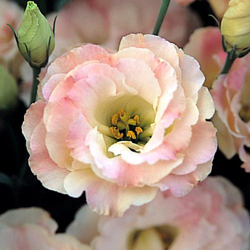 Champagne Arena Lisianthus - EUSTOMA GRANDIFLORUM