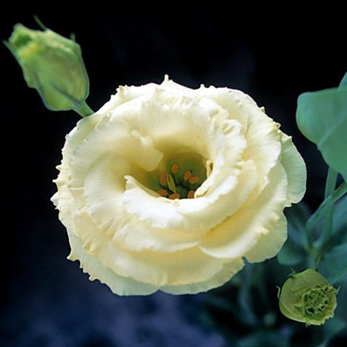 Yellow Arena Lisianthus - EUSTOMA GRANDIFLORUM