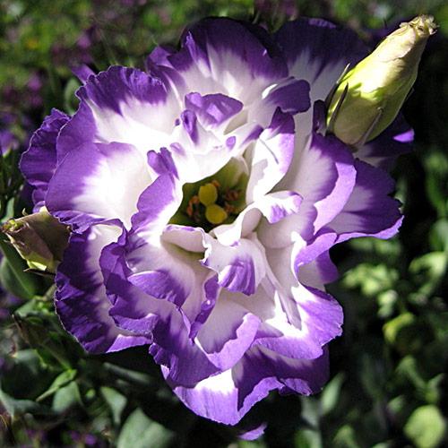 Blue Rim Balboa Lisianthus - EUSTOMA GRANDIFLORUM