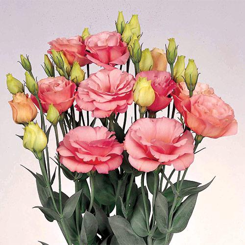 Apricot Borealis Lisianthus - EUSTOMA GRANDIFLORUM