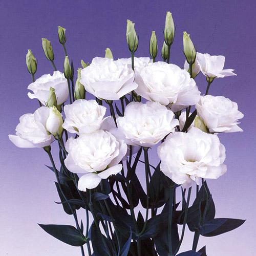 White Borealis Lisianthus - EUSTOMA GRANDIFLORUM