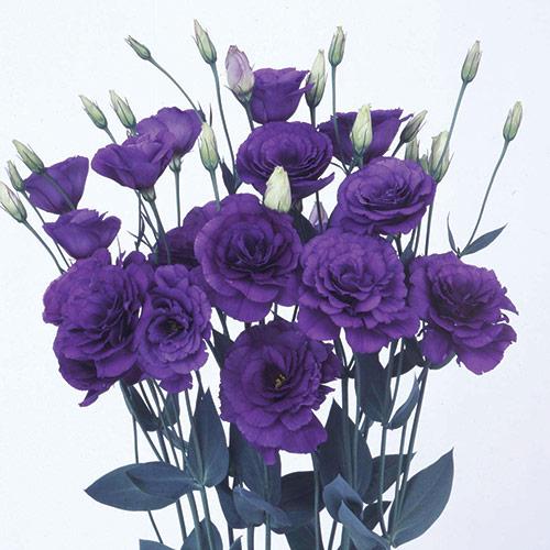 Blue Borealis Lisianthus - EUSTOMA GRANDIFLORUM
