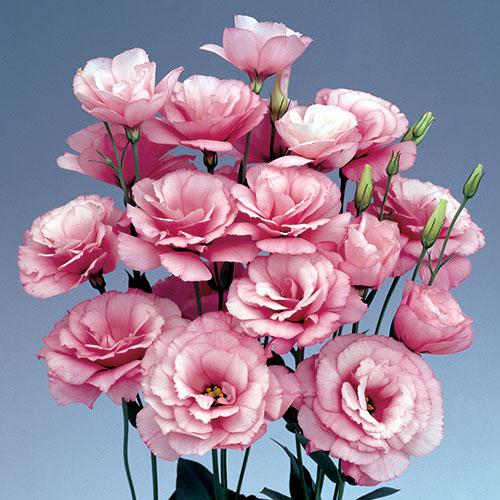 Rose Borealis Lisianthus - EUSTOMA GRANDIFLORUM
