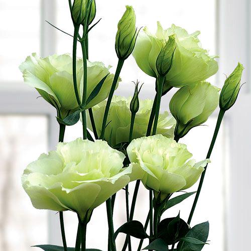 Green Borealis Lisianthus - EUSTOMA GRANDIFLORUM