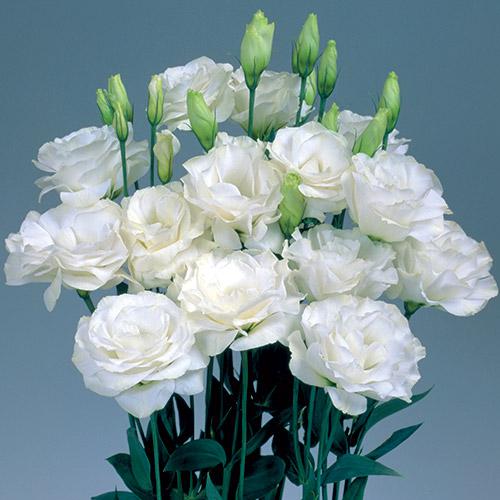 White Mariachi Lisianthus - EUSTOMA GRANDIFLORUM