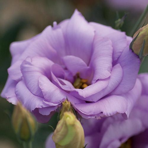 Deep Blue Mariachi Lisianthus - EUSTOMA GRANDIFLORUM