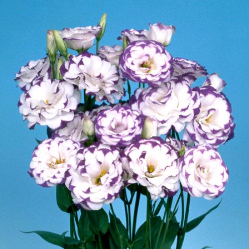 Blue Picotee Mariachi Lisianthus - EUSTOMA GRANDIFLORUM