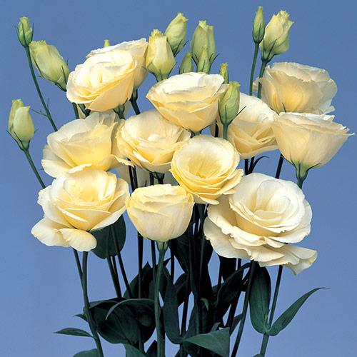 Yellow Mariachi Lisianthus - EUSTOMA GRANDIFLORUM