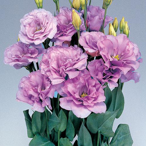 Lavender Mariachi Lisianthus - EUSTOMA GRANDIFLORUM