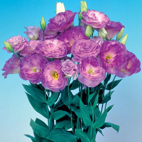 Misty Blue Mariachi Lisianthus - EUSTOMA GRANDIFLORUM