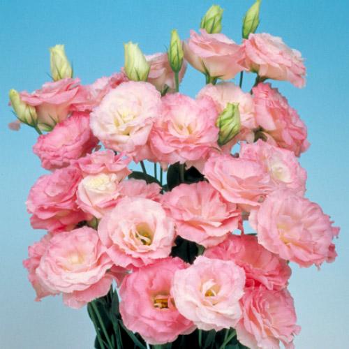 Misty Rose Mariachi Lisianthus - EUSTOMA GRANDIFLORUM