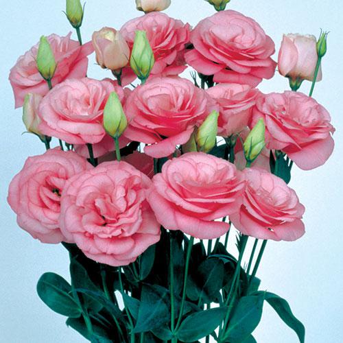 Rose Mariachi Lisianthus - EUSTOMA GRANDIFLORUM