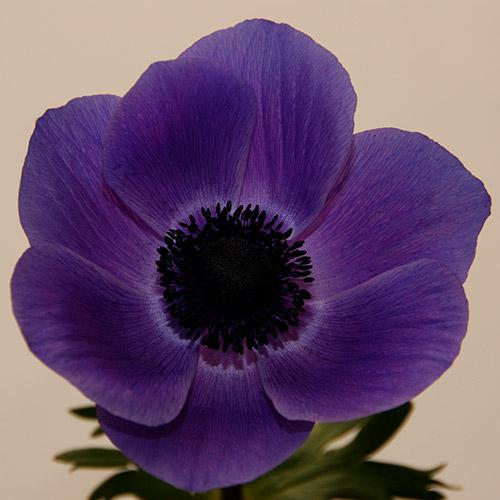 Lavender Anemone Marianne - ANEMONA CORONARIA