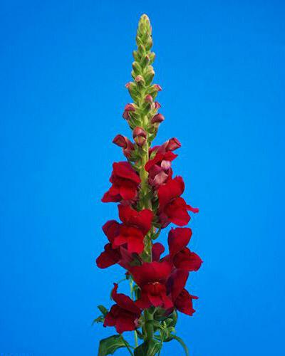 Magenta Antibes Snapdragon - ANTIRRHINUM MAJUS