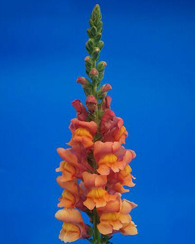 Orange Antibes Snapdragon - ANTIRRHINUM MAJUS