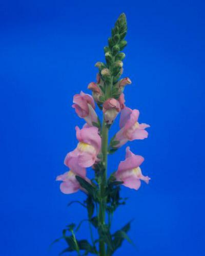 Pink Antibes Snapdragon - ANTIRRHINUM MAJUS