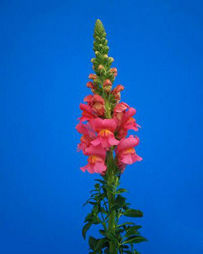 Rose Antibes Snapdragon - ANTIRRHINUM MAJUS