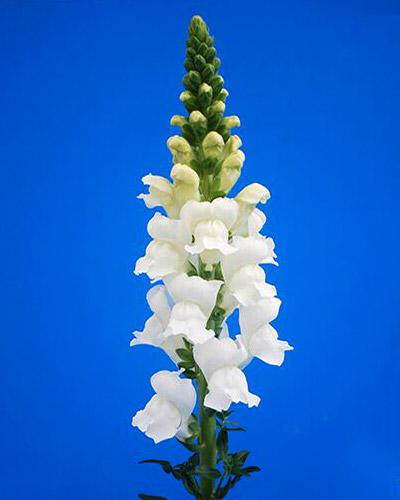 White Antibes Snapdragon - ANTIRRHINUM MAJUS