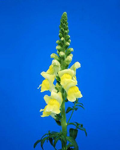 Yellow Antibes Snapdragon - ANTIRRHINUM MAJUS