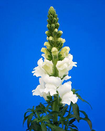 White Avignon Snapdragon - ANTIRRHINUM MAJUS