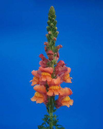 Orange Cannes Snapdragon- ANTIRRHINUM MAJUS