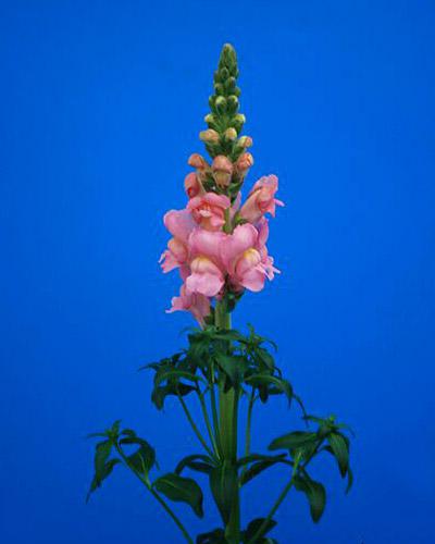 Pink Cannes Snapdragon - ANTIRRHINUM MAJUS