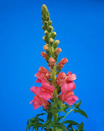 Rose Cannes Snapdragon - ANTIRRHINUM MAJUS
